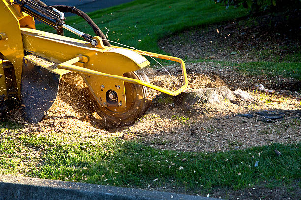 Artificial Turf Installation in Clatskanie, OR