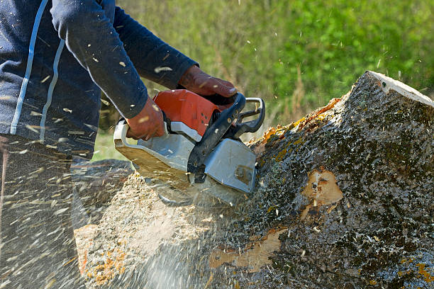 How Our Tree Care Process Works  in Clatskanie, OR